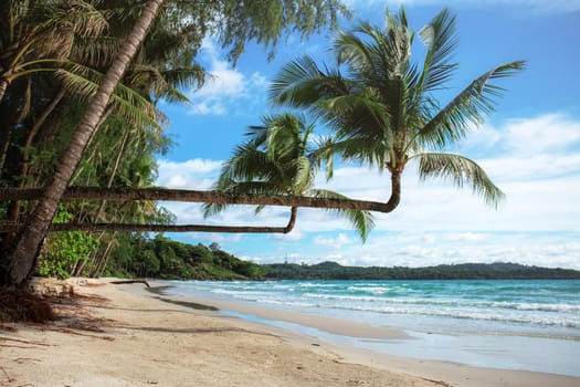 coconut tree on beach at the sea of Thailand.