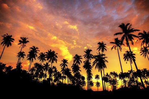 Coconut tree on beach at the sunset in summer with colorful.