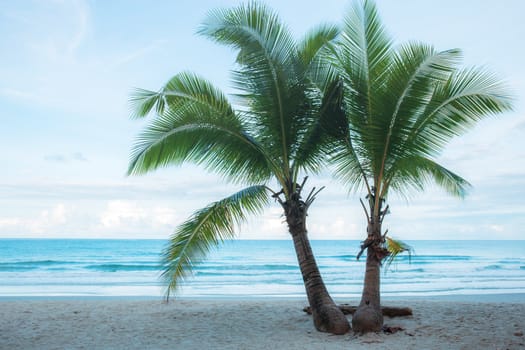 Twin coconut tree on beach at the sea.