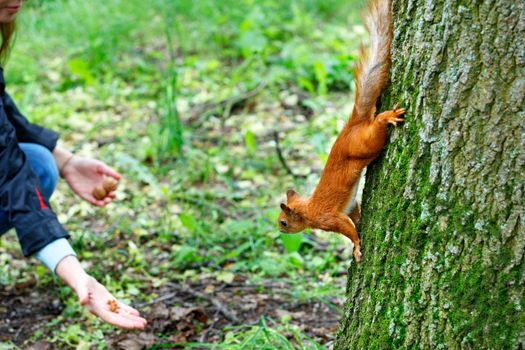 Orange fluffy squirrel carefully clings with sharp claws on its paws to the trunk of a tree and goes down for a gift, for a walnut. Selective focus.