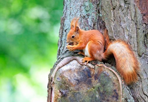 An orange fluffy squirrel sits comfortably on a tree and eats a walnut. Copy space.