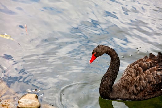 A beautiful black swan with brown plumage and a bright red beak swims on the edge of a forest lake.