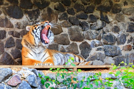 The tiger lies on a wooden platform near a stone wall with its mouth wide open and showing its tongue with powerful fangs.