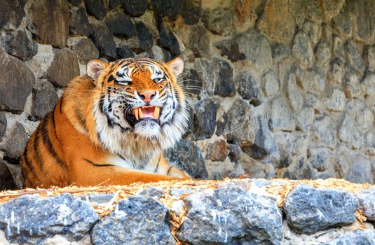 The tiger lies with a formidable grin near a stone wall exposing sharp yellow fangs and growls menacingly.