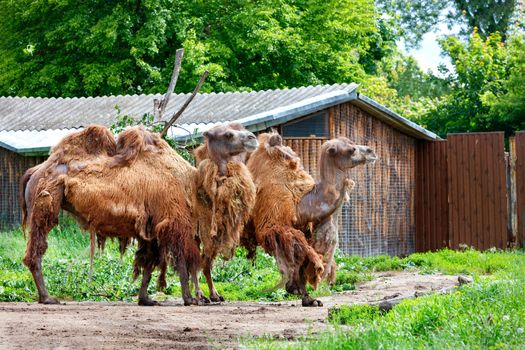 A pair of brown two-humped camels with a molting coat stand at the wooden gate on the edge of a green forest.