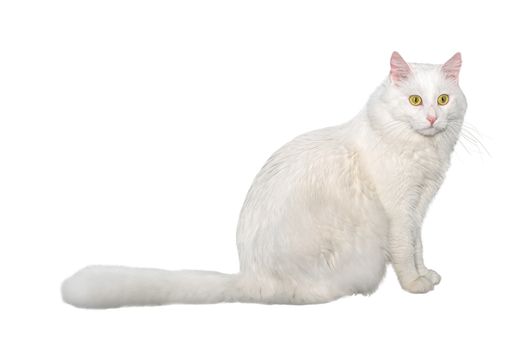 Adult cat, isolated. Cute big white cat on a white background. Studio photography cut out for design or advertising