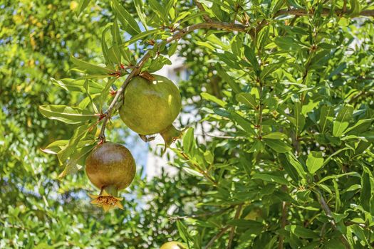 pomegranate fruit on tree