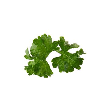 parsley fresh herb isolated on a white background.