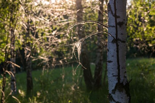 spider web on birch trees at summer evening in forest with selective focus.