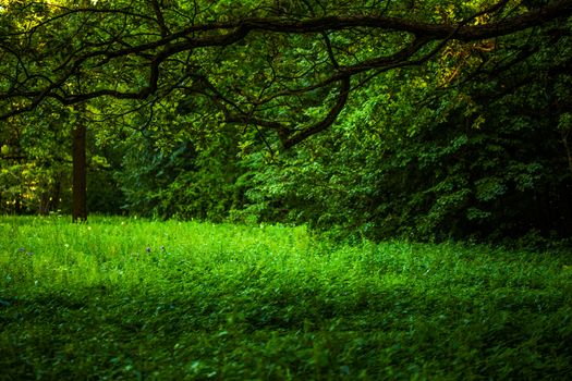Summer green wild grass under long branch of oak-tree with selective focus and blur.