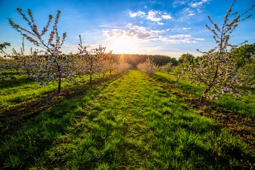 blossoming young apple garden at dusk sunlight wide angle shot.