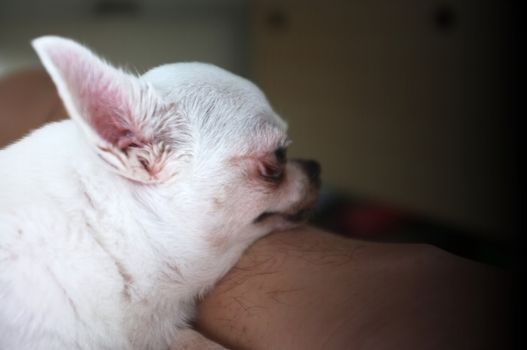 Chihua-hua is resting for man owner petting his pet, Close up. Concept Dog lover
