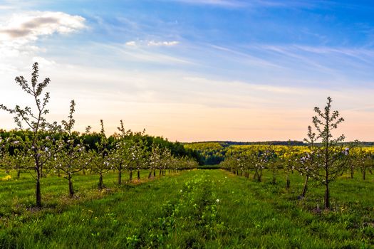 blossoming young apple garden at dus sunlight wide angle shot with selective focus and boke blur.