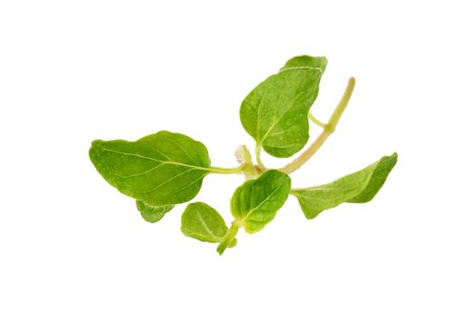 Fresh Oregano herb on a white background.