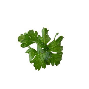 parsley fresh herb isolated on a white background.