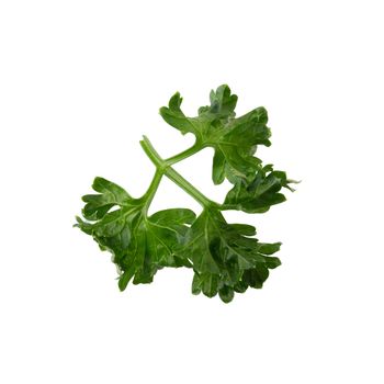 parsley fresh herb isolated on a white background.