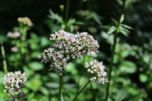 The picture shows sharpleaf valerian in the forest