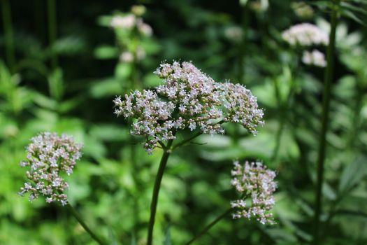 The picture shows sharpleaf valerian in the forest
