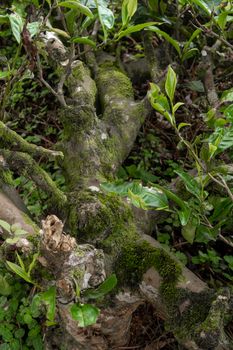 Green moss in the forest. Jungle stones, greenery. Pure nature.