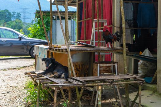 A house on the road in Asia, near the house there are empty display shelves on which pets sit