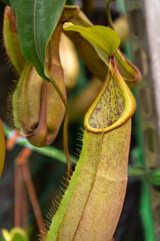 Close up Nepenthes plant in the Cloud Forest.