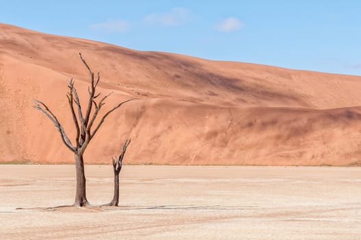 Dead tree stumps, with a sand dune backdrop, at Deadvlei
