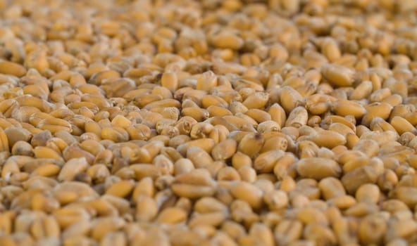 Ripe raw wheat grains extreme close up. Grain harvest, farming. Macro shooting, camera slowly moving on slider