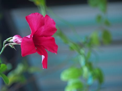 Close-up of pink flowers on a blurred background