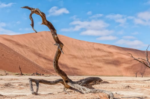 A dead tree stump, with a sand dune backdrop, at Deadvlei