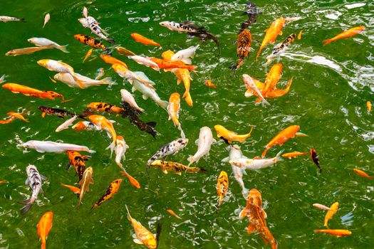 Colorful motley cyprinids and Japanese koi fish swim in the green clear transparent waters of a forest lake.