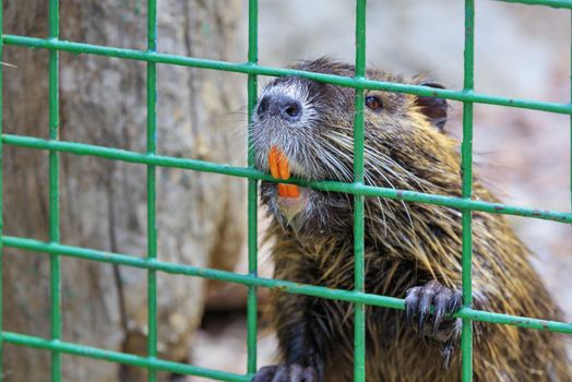 Portrait of a nutria water rat with large orange front incisors behind a metal bars, closeup.