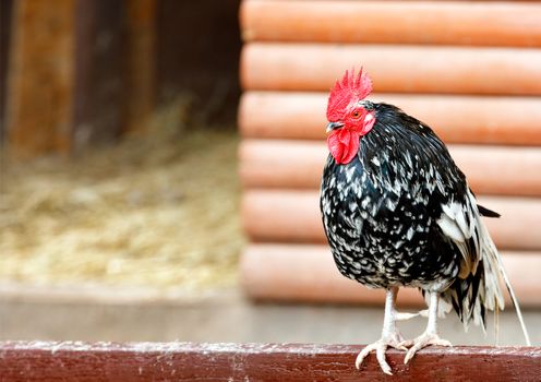 Portrait of a beautiful rooster with black and white plumage and a red scallop on his head on a blurred background of a wall of wooden logs and copy space.