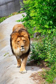 Portrait of a young lion, a lion with a big shaggy orange mane of hair walks along the road along green bushes in sunny daytime.