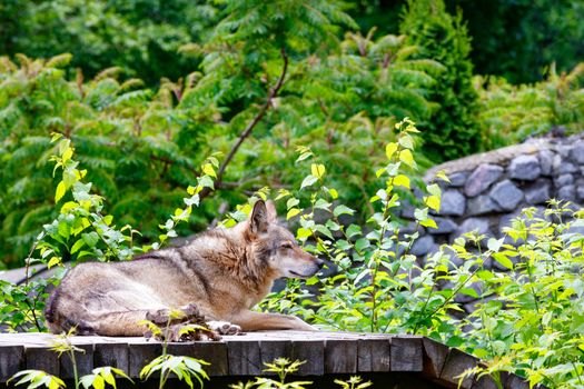 Portrait of a wild gray wolf lying on a wooden platform against the background of blurry green foliage and a stone wall.