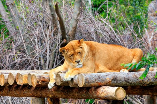 A large adult lioness peacefully sleeping in the sun on a wooden platform and takes warm sun baths.