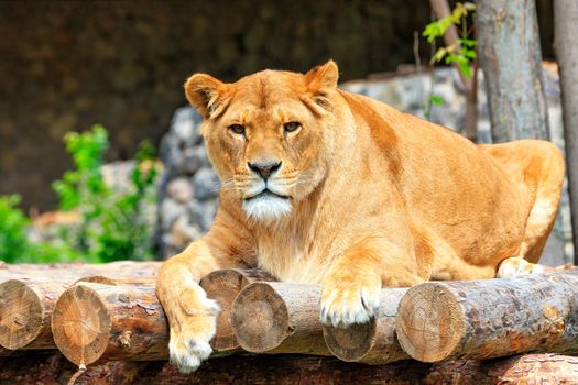 A large adult lioness lies on a platform of wooden logs and carefully looks directly in front of herself.