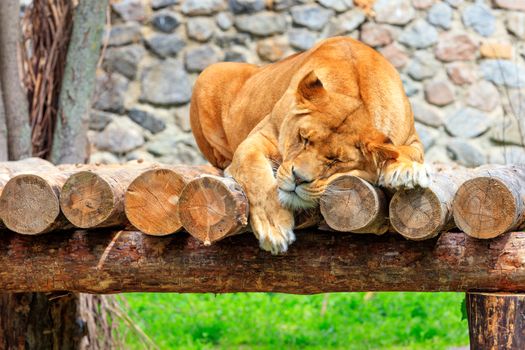 A large adult lioness sleeps peacefully on a platform of wooden logs on a blurred background of a stone wall and green grass. Copy space, close-up.