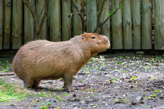 Capybara, Hydrochoerus hydrochaeris, the largest rodent, stands on the ground and sniffs the surrounding air, image on a blurry background of wooden logs, close-up, Pantanal, Brazil.