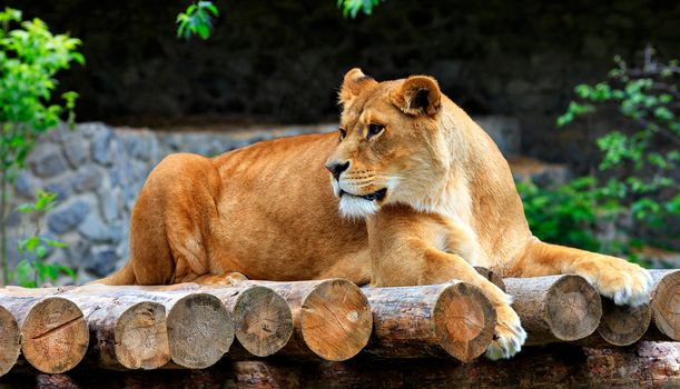 A large adult lioness lies on a platform of wooden logs and carefully looks to the left.
