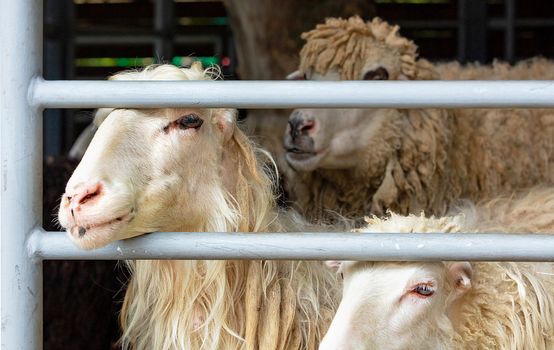 White sheep peeping out of a metal grate, farm corral, close-up.