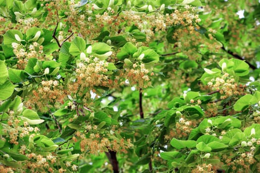 The branches of the linden tree are densely dotted with fresh orange-yellow fragrant flowers and leaves. Selective focus