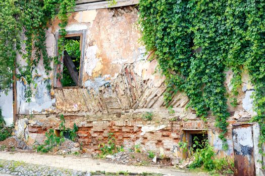 The rickety wall of an abandoned dilapidated old house with cracked stucco and broken windows was overgrown with wild grapes.