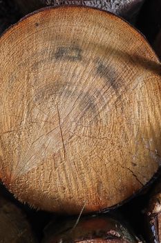 Fresh sawed wood in a close up view. Texture of annual rings in a wooden surface.