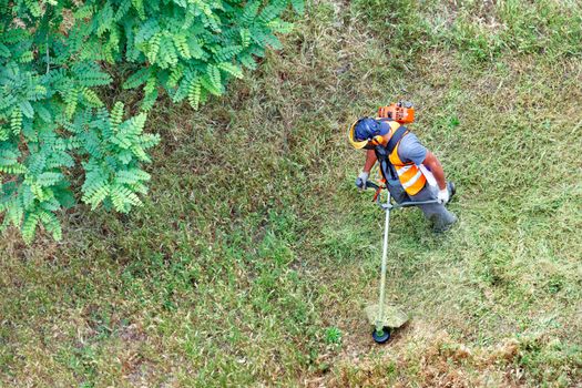 A worker in protective clothing using a petrol trimmer in a circular motion mows tall green grass near an acacia tree. Copy space, top view.