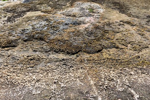 Soos is a post-volcanic conservation area in the north Czech Republic near Frantiskovy Lazne. In this reserve bog is combined with moffetes, mud volcanoes and hot springs.