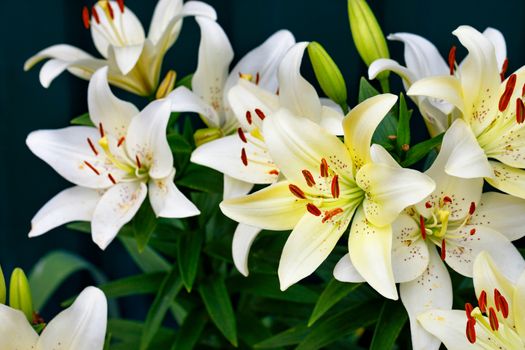 Bouquet of large flowers of a white lily with bright orange stamens in a low key on a dark green background with a slight blur, close-up, copy space, selective focus.