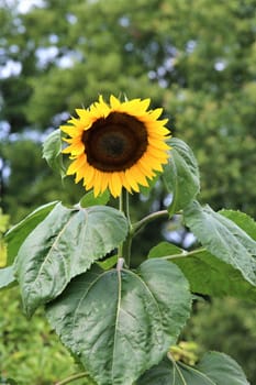 Just opening sunflower with green leaves with trees in the background