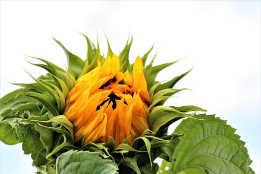 Just opening sunflower with green leaves against a cloudy sky