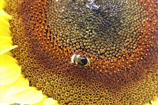 A sunflower blossom as a closeup with bumblebee