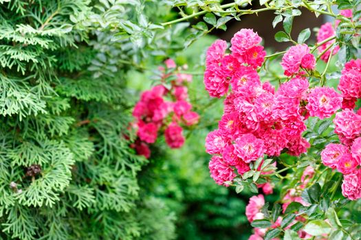 A bush of delicate pink-red flowers of a climbing rose in the rays of soft sunlight blooms in the garden against a background of green leaves, close-up.